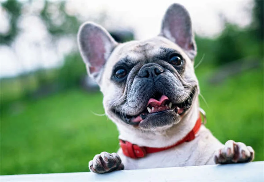 Por que os cães uivam? 5 motivos surpreendentes explicados