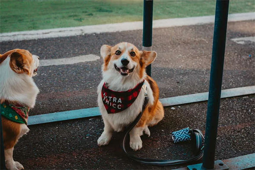 Por que os cães uivam? 5 motivos surpreendentes explicados