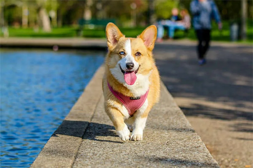 Seguro para cães vale a pena? Descubra como proteger seu pet!