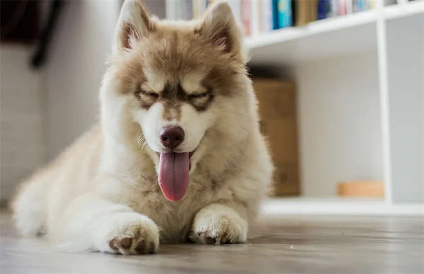 Perigos do outono para pets: como proteger seu animal
