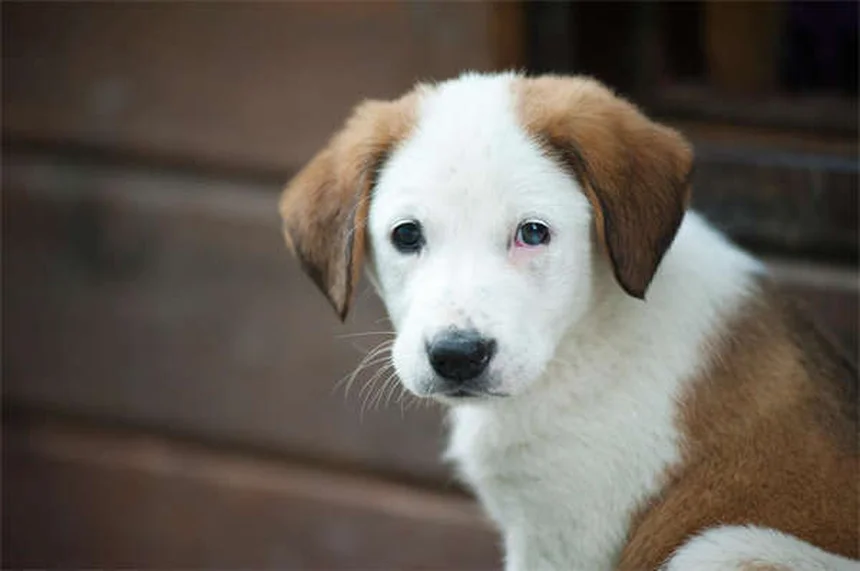 Como Tosa Caseira para Cães: 7 Passos Fáceis para Donos de Pet