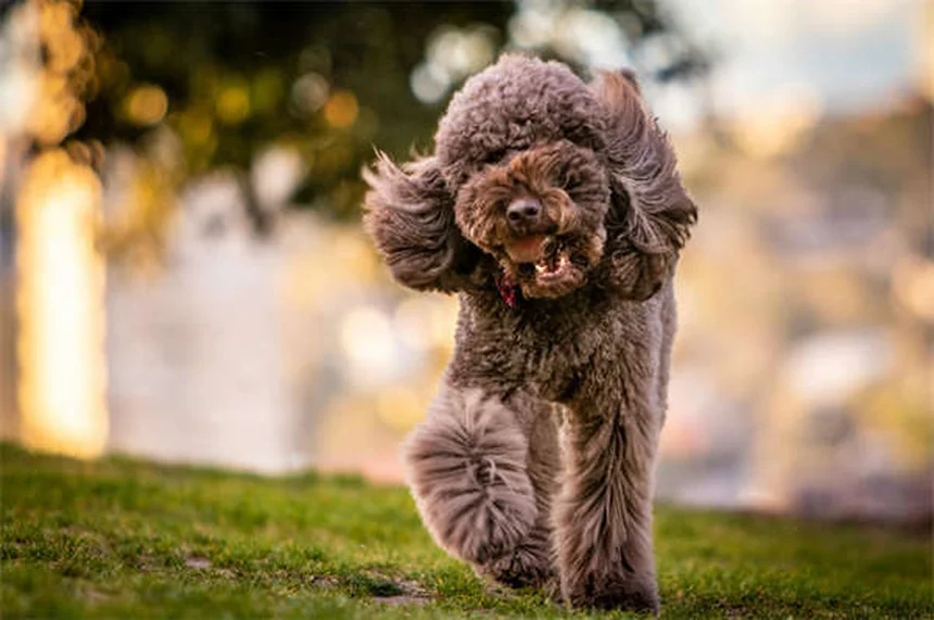 Linfoma em Furões: Sintomas, Tratamento e Cuidados Essenciais