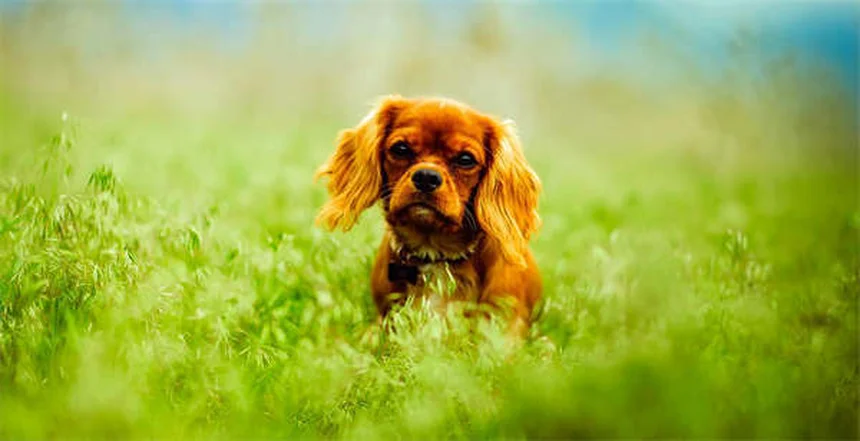 Oxazepam para cães: como usar esse ansiolítico com segurança?