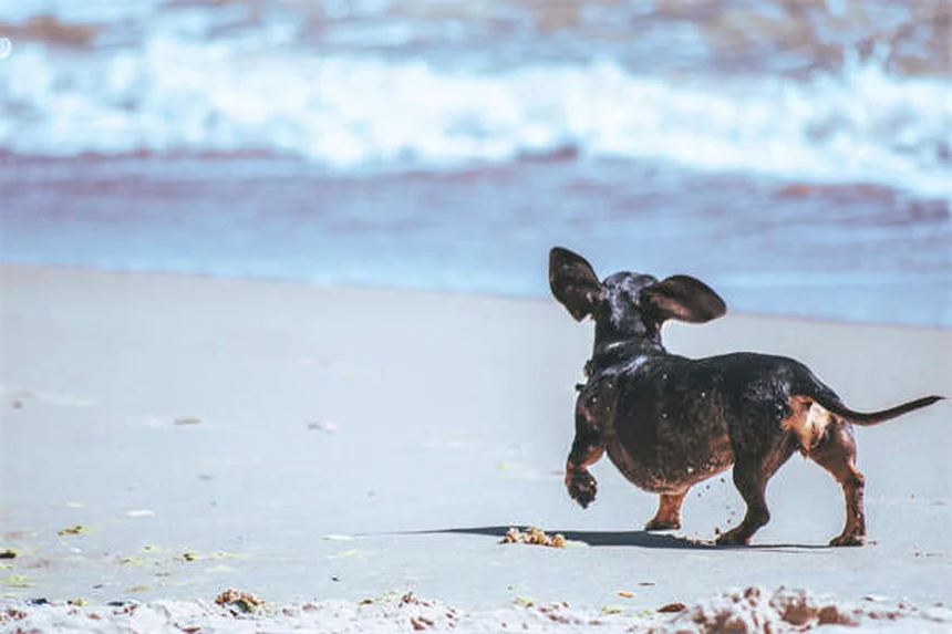Melhor remédio para vermes do coração em cães e gatos: guia completo