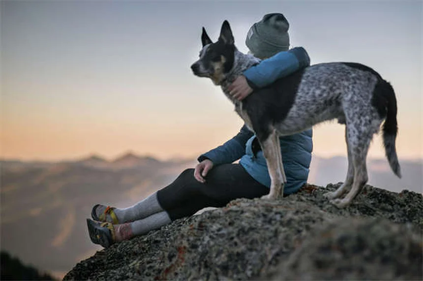 Vermes do coração em cães: como prevenir e proteger seu pet