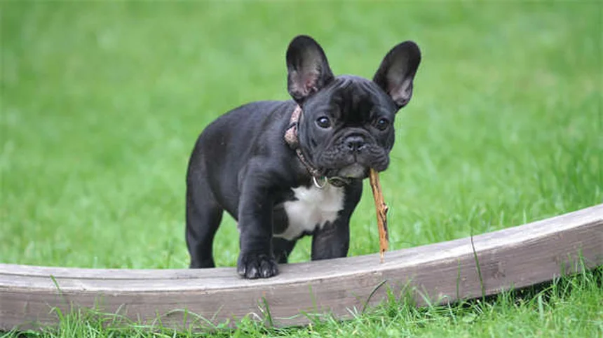 Por que os cães montam? Descubra os 6 motivos surpreendentes!