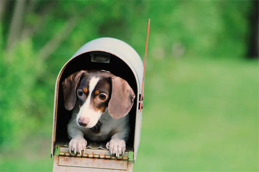 Por que os cães latem? 7 motivos que todo dono precisa saber