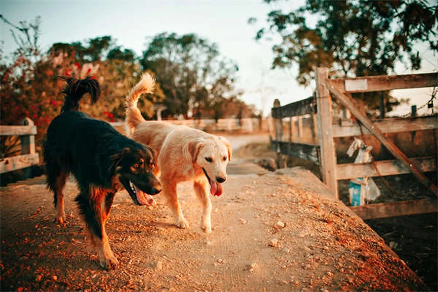 Passeios de cheiro para cães: como enriquecer a vida do seu pet