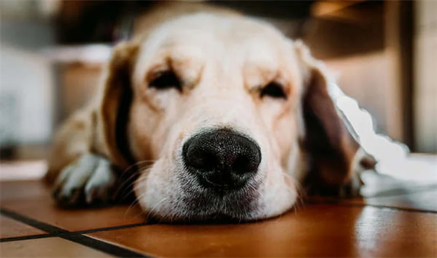Passeios de cheiro para cães: como enriquecer a vida do seu pet