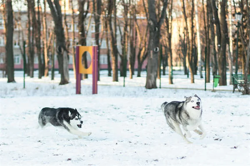 Cachorro tossindo e engasgando: quando se preocupar?