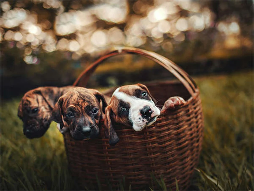 Cachorro tossindo e engasgando: quando se preocupar?