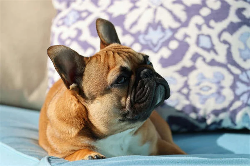 Cachorro tossindo e engasgando: quando se preocupar?
