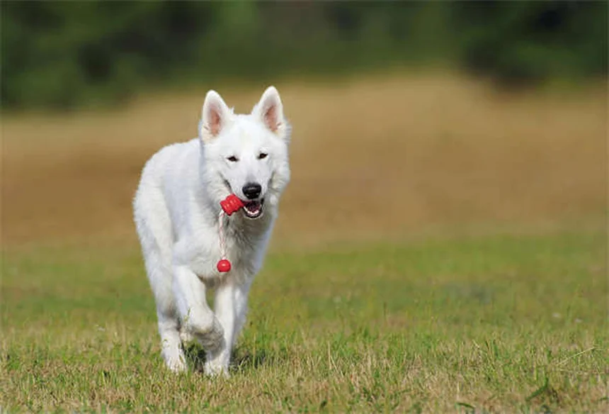 Como Passear Com Seu Cão no Verão: 10 Dicas Essenciais