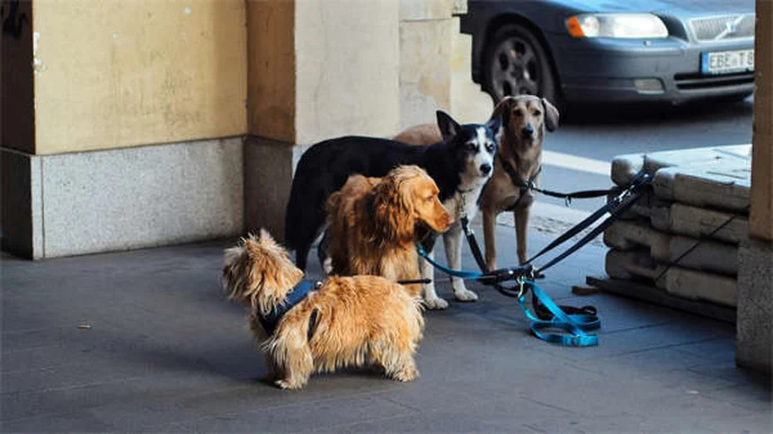 Perigos de tratar seu pet em casa: 10 riscos que você precisa conhecer