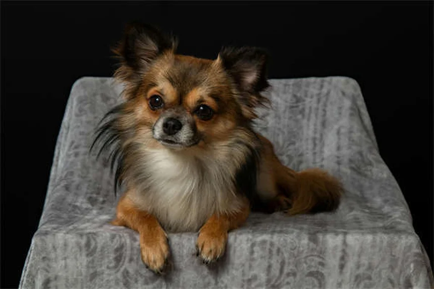 FCE em Cães: O Que É e Como Tratar a Embolia Fibrocartilaginosa
