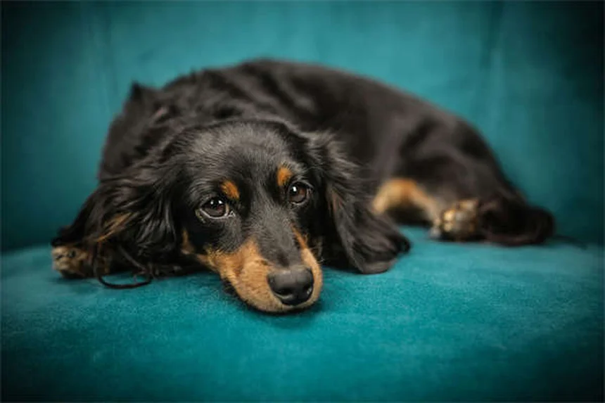 Os gatos entendem o que falamos? Descubra como se comunicar com seu felino!