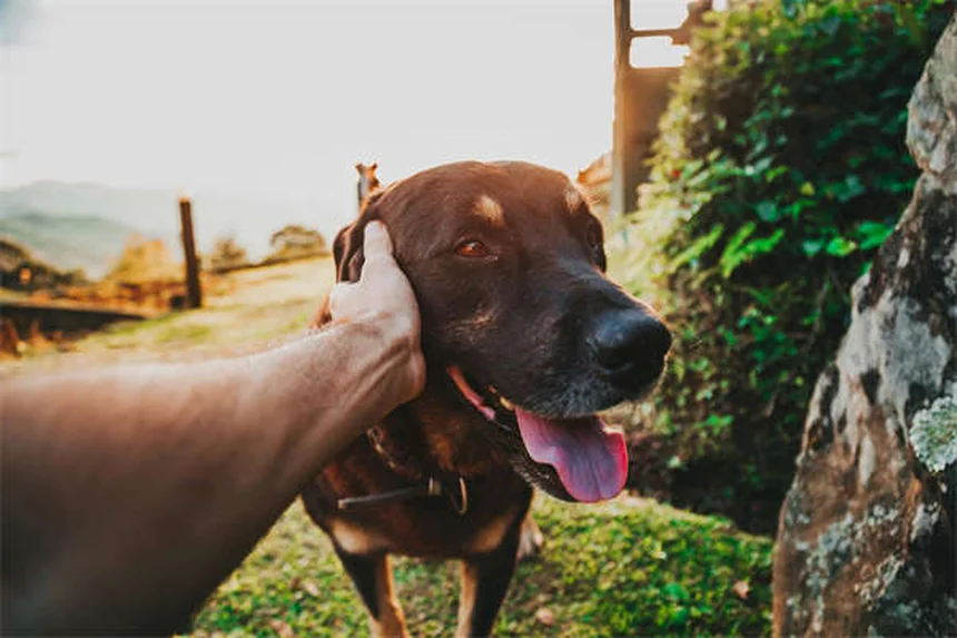 Sinais de calor em chinchilas: como proteger seu pet do calor excessivo