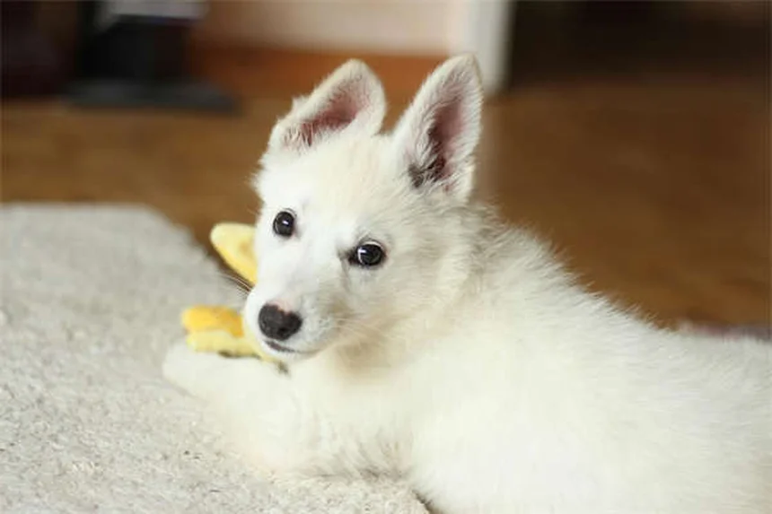 6 Causas Comuns de Gases em Pets e Como Resolver