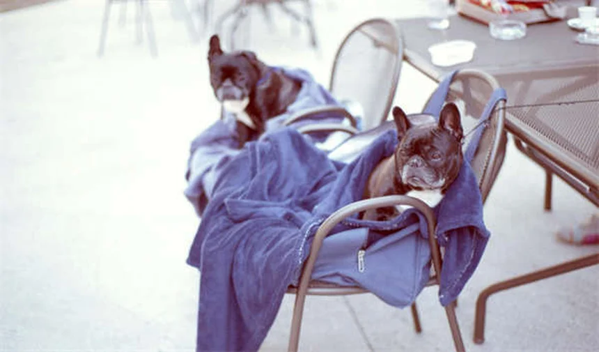 Paralisia Facial em Coelhos: Sintomas, Causas e Tratamento