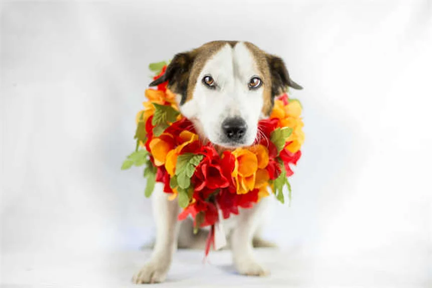 Quantas vezes por dia seu cachorro deve fazer cocô? Descubra agora!