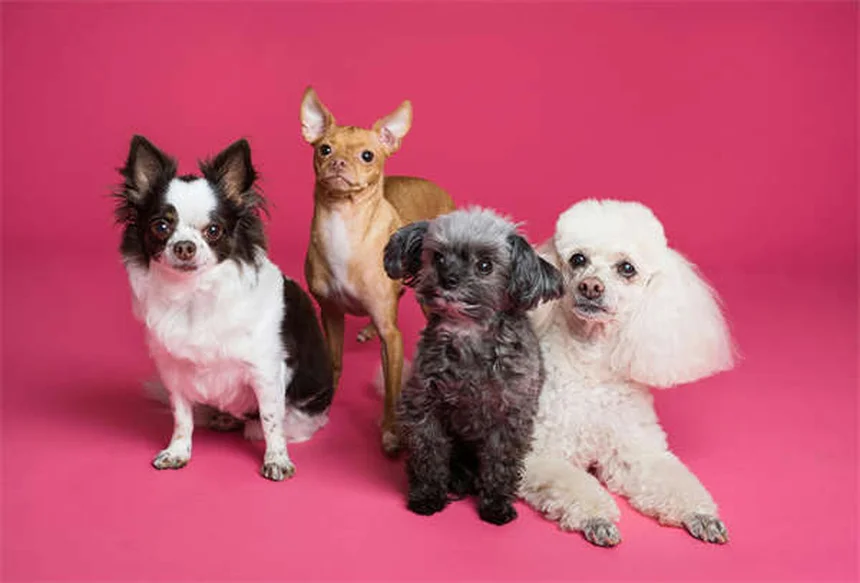 5 Melhores Métodos para Nunca Mais Perder Seu Pet em 2024