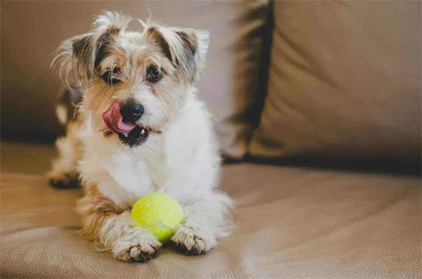 5 Melhores Métodos para Nunca Mais Perder Seu Pet em 2024