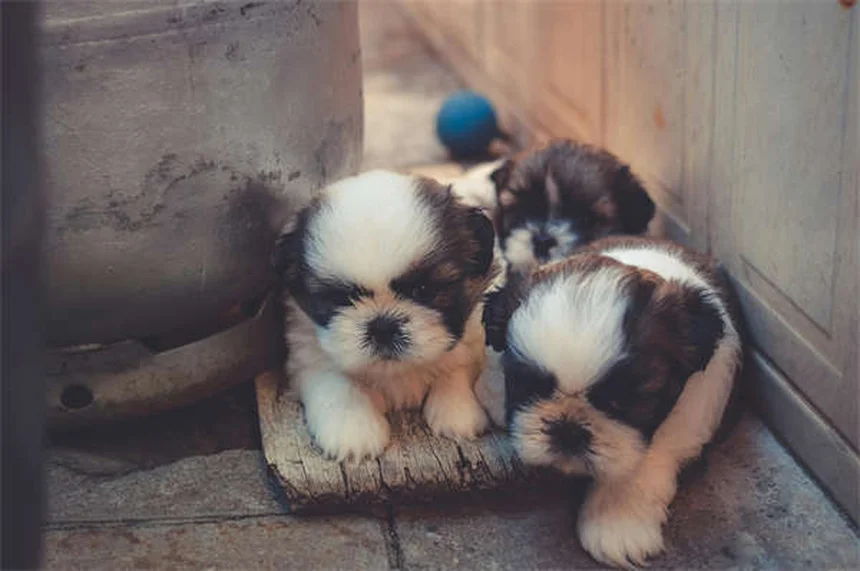5 Melhores Métodos para Nunca Mais Perder Seu Pet em 2024
