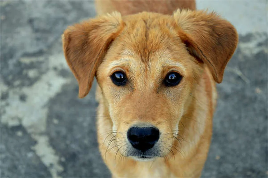 Como cuidar do seu pet em viagens: guia completo para emergências
