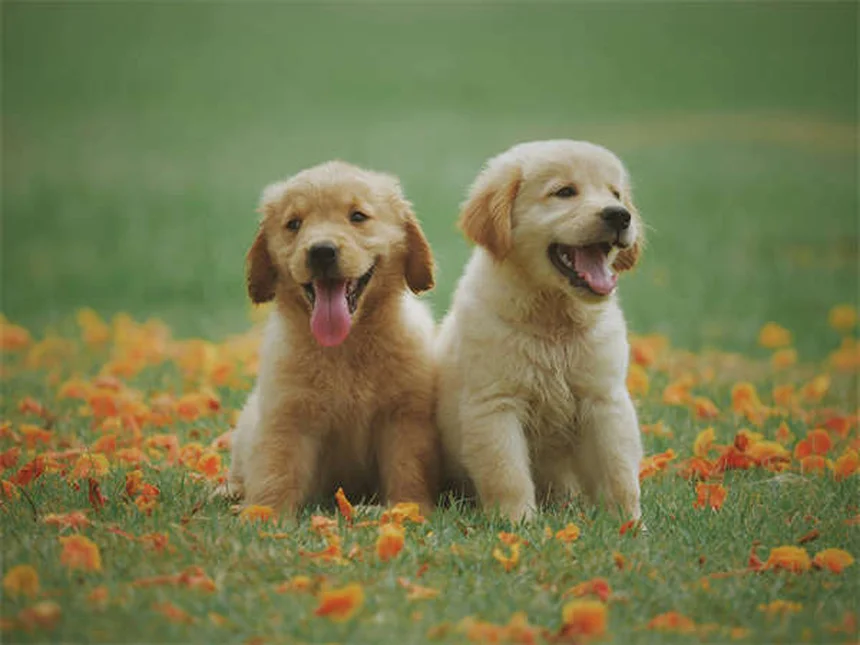 Epistaxe em Cães: O Que Fazer Quando Seu Cão Tem Sangramento Nasal?