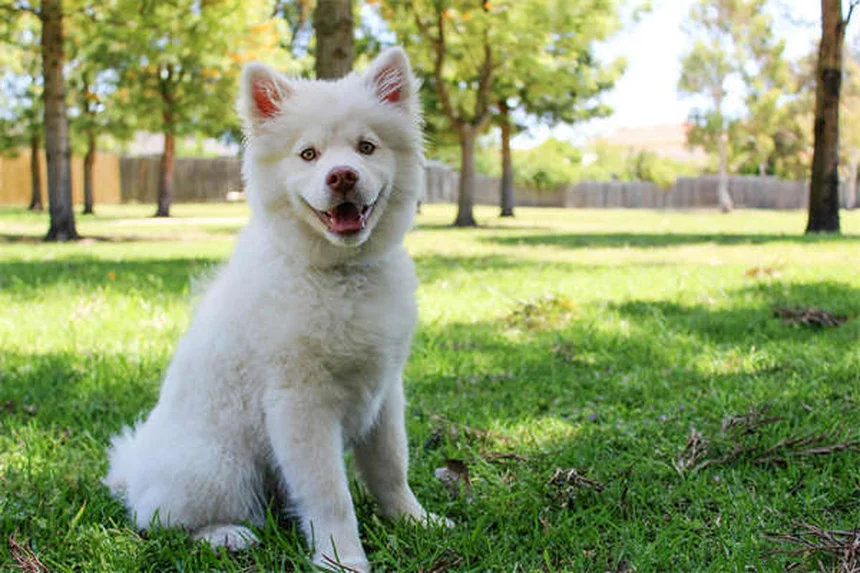 Pneumonia por Aspiração em Furões: Sintomas e Tratamento