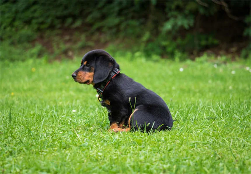 Como encontrar seu cão perdido em 24 horas: guia prático