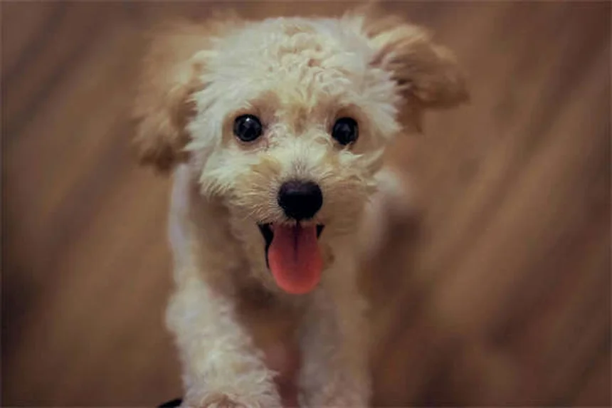 Pica em Cães: O Que É e Como Tratar Esse Comportamento Estranho