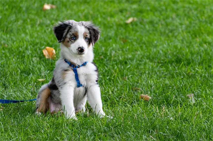 Pica em Cães: O Que É e Como Tratar Esse Comportamento Estranho