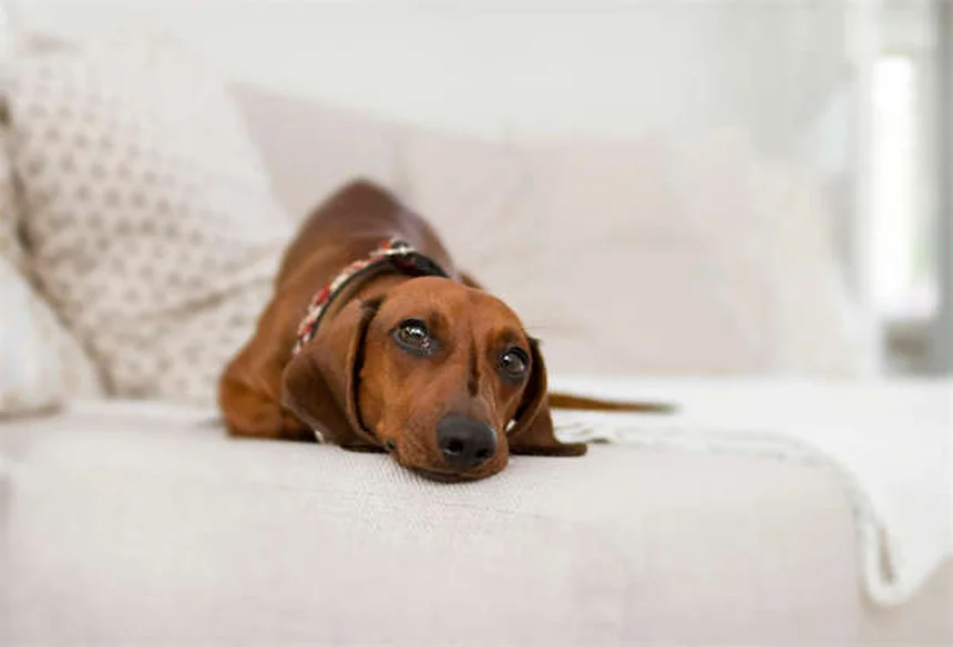 Pica em Cães: O Que É e Como Tratar Esse Comportamento Estranho