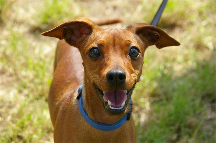 Melhor horário para dar remédio ao seu pet: guia completo