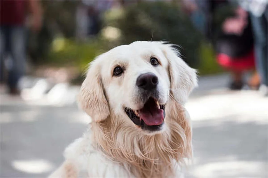 Cerumene™ para pets: como limpar ouvidos de cães e gatos sem erro