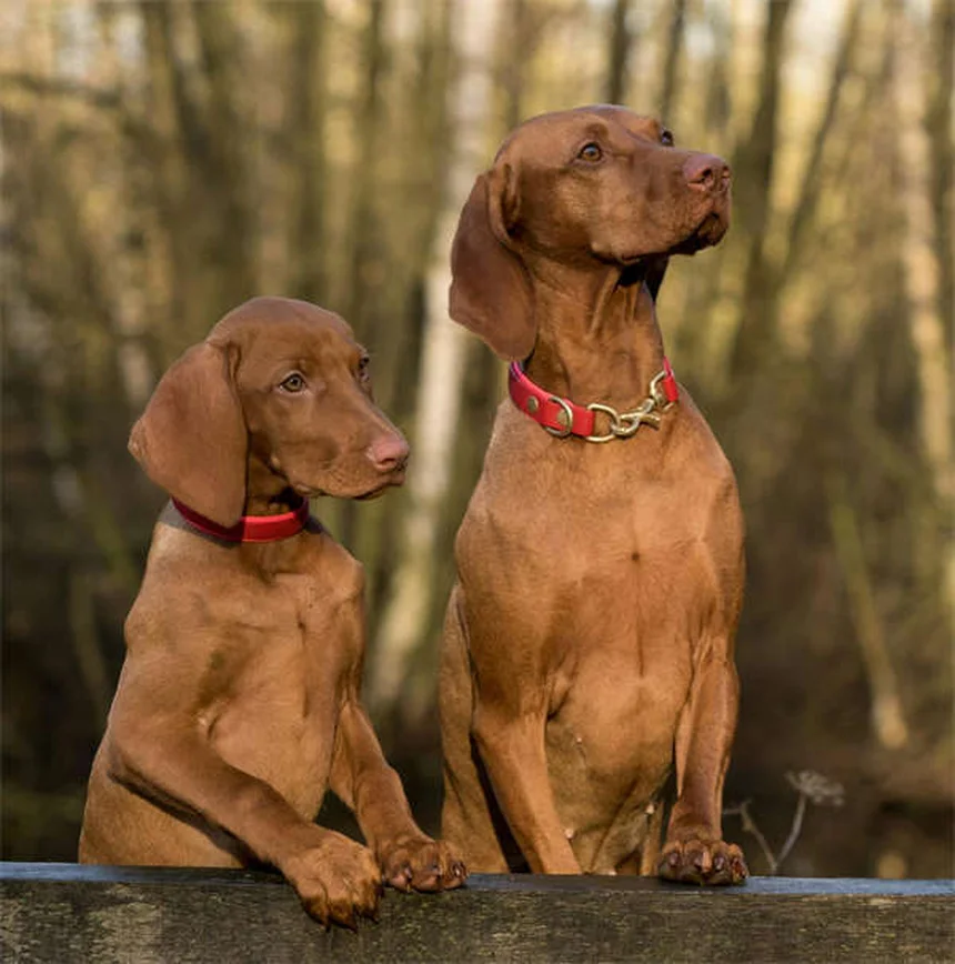 Cerumene™ para pets: como limpar ouvidos de cães e gatos sem erro