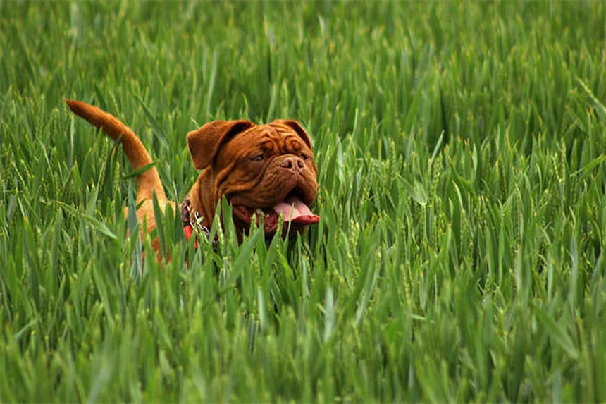 Como Saber Se Seu Cachorro Não Gosta de Outros Cães? 5 Sinais Cruciais